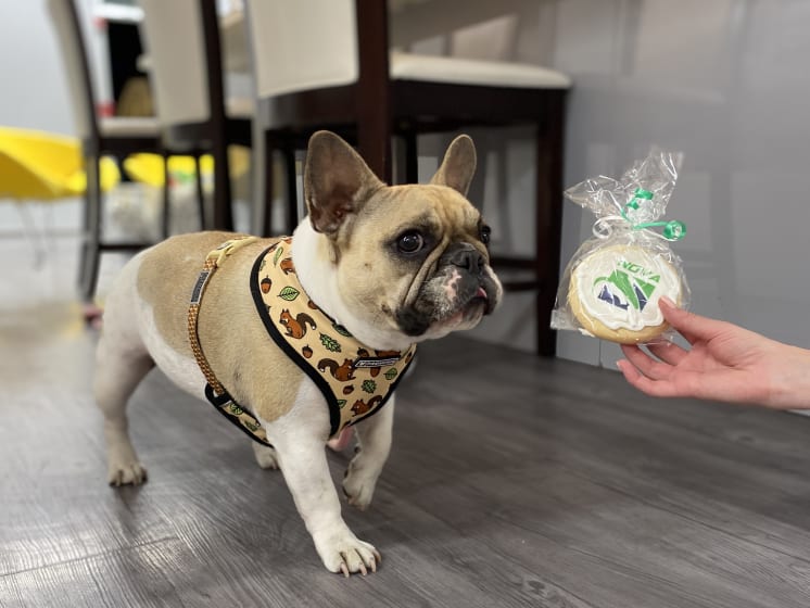 Dog and a cookie